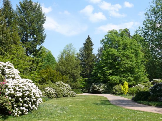 Großer Garten Dresden Rhododentronpracht im Frühling ...